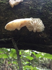Oudemansiella australis