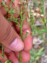 Psilactis brevilingulata