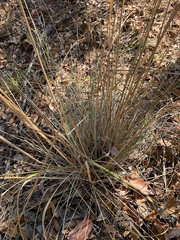 Festuca californica