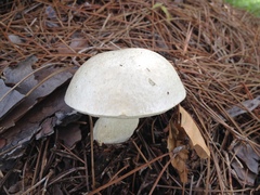 Tylopilus rhoadsiae
