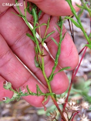 Psilactis brevilingulata