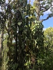 Philodendron erubescens