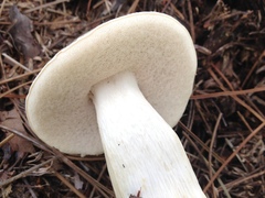Tylopilus rhoadsiae