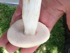 Tylopilus rhoadsiae