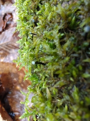 Holwaya mucida
