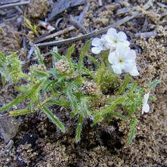 Cryptantha intermedia