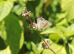 Theclinesthes onycha