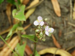 Tradescantieae