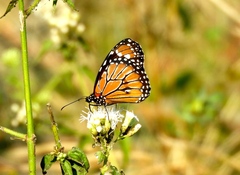 Danaus eresimus