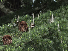 Cedrus deodara