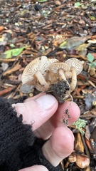 Rhodocybe