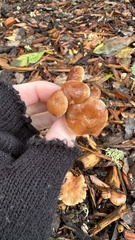 Rhodocybe