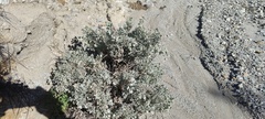 Atriplex hymenelytra