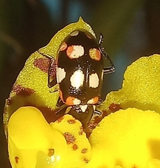 Eriopis connexa