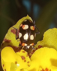 Eriopis connexa