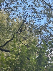 Anthornis melanura