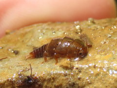 Peltoperlidae