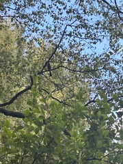 Anthornis melanura