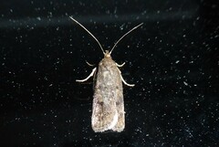 Phaeosaces apocrypta