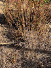 Elymus glaucus