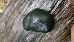 Camarops petersii