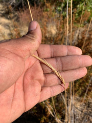 Elymus glaucus