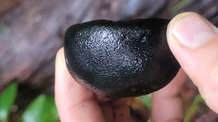 Camarops petersii