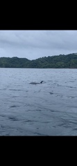 Stenella attenuata