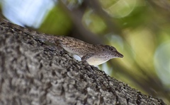 Anolis argenteolus