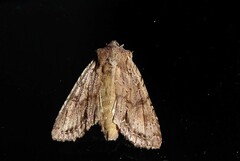 Ichneutica averilla