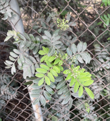 Schinus terebinthifolia