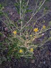 Mentzelia albescens