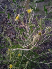 Mentzelia albescens