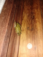 Scinax nasicus