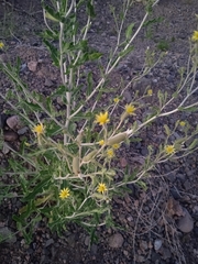 Mentzelia albescens