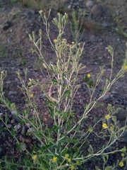 Mentzelia albescens