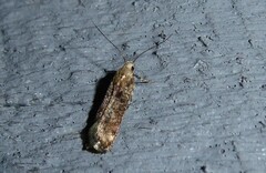 Anisoplaca acrodactyla