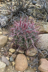 Ferocactus gracilis