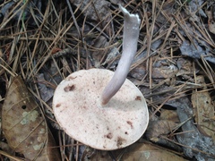 Tylopilus violatinctus