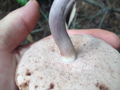 Tylopilus violatinctus
