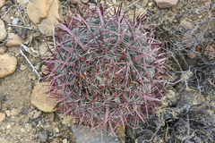 Ferocactus gracilis