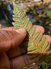 Polystichum californicum