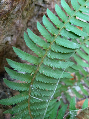 Polystichum californicum