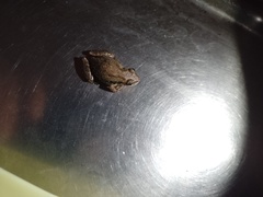 Scinax nasicus
