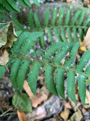 Polystichum californicum