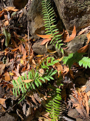 Polystichum californicum