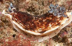 Aphelodoris varia