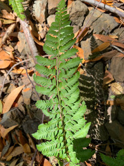 Polystichum californicum