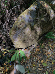 Polystichum californicum