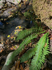 Polystichum californicum